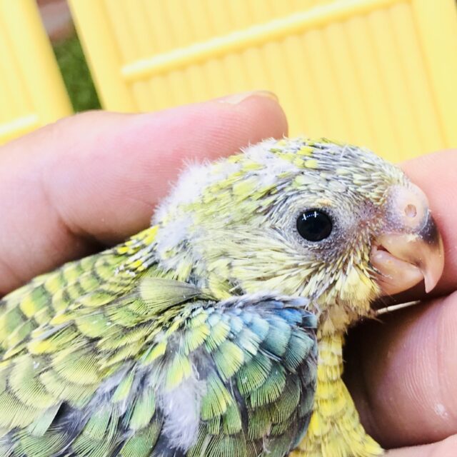 ビセイインコ（美声インコ）