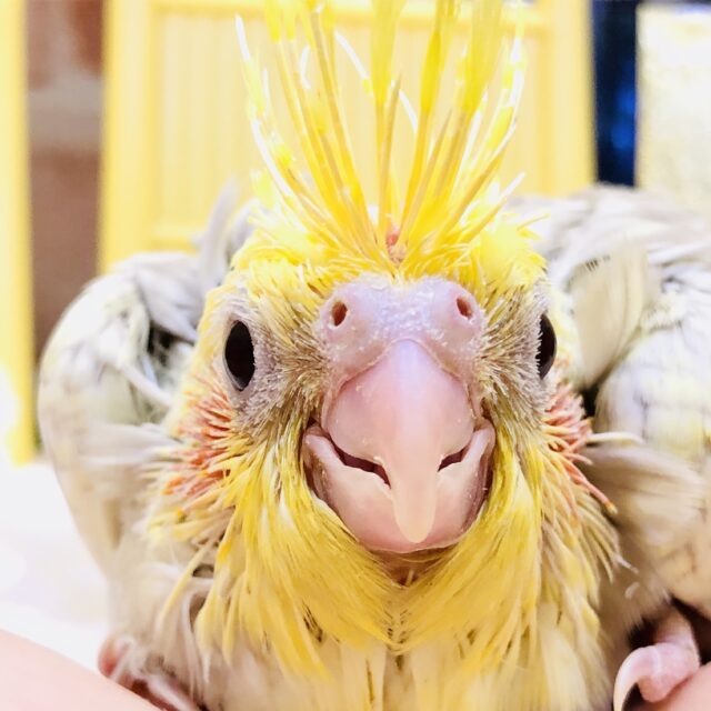 オカメインコ