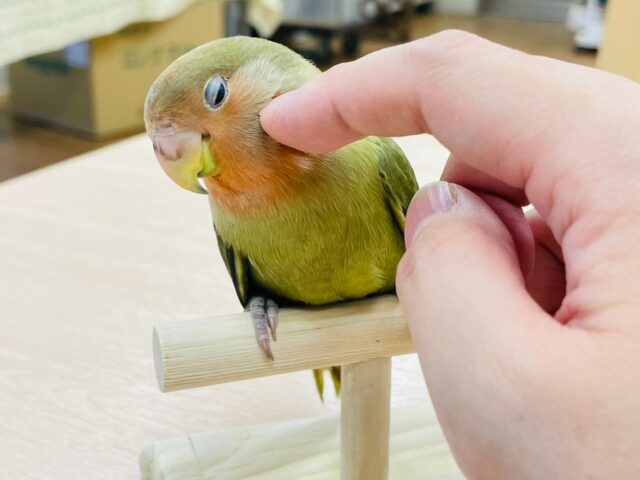 コザクラインコ（小桜インコ）