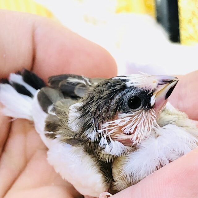 小さすぎて手が震えちゃいます・・・(/ω\) 十姉妹 十姉妹(ジュウシマツ)