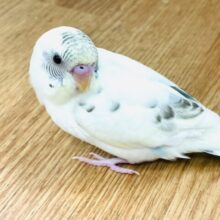 【最新画像更新🪄ひとり餌になりました⭐︎】ふわふわベットに包まれた🫧セキセイインコ（クリームハルクイン）