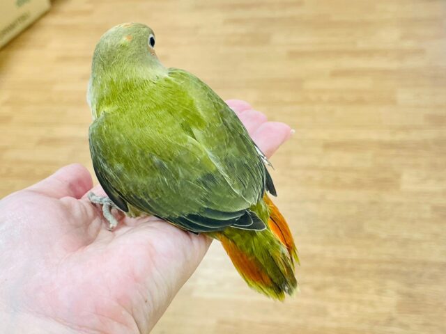 コザクラインコ（小桜インコ）