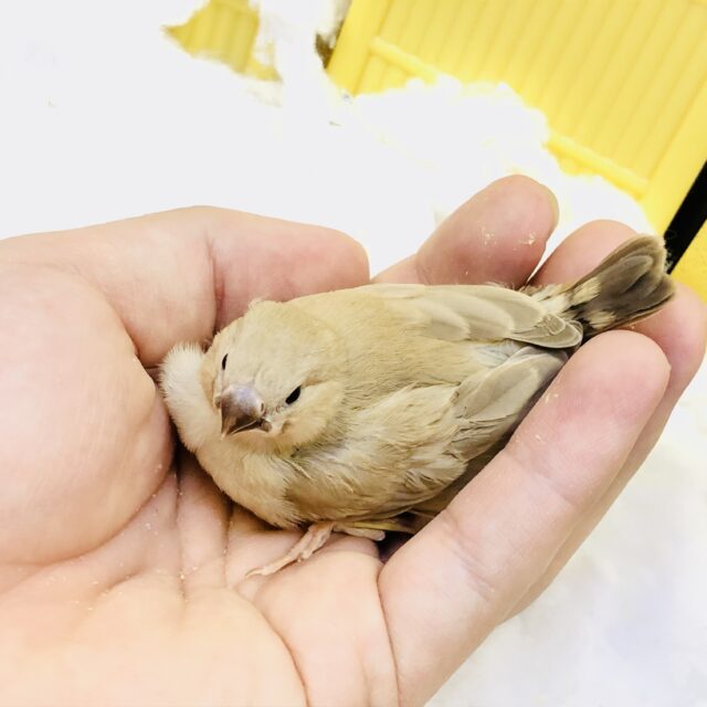 錦花鳥（キンカチョウ）