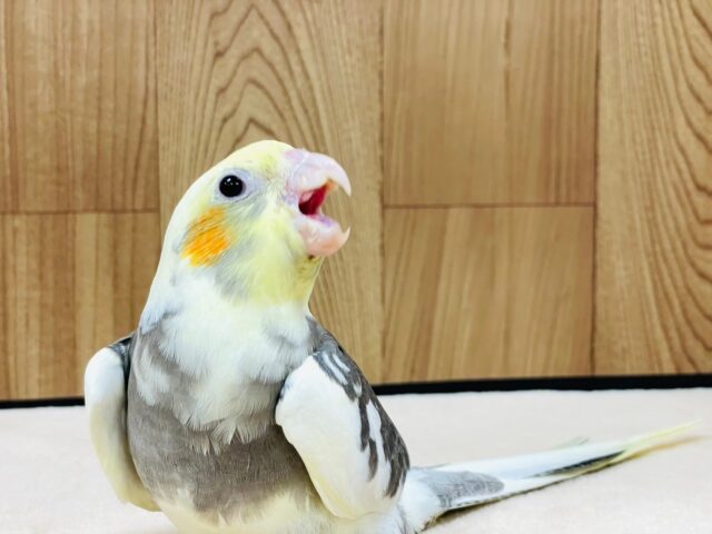 オカメインコ