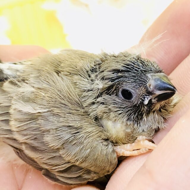 錦花鳥（キンカチョウ）