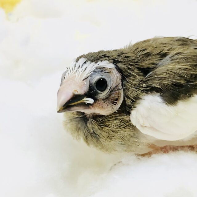 十姉妹（ジュウシマツ）