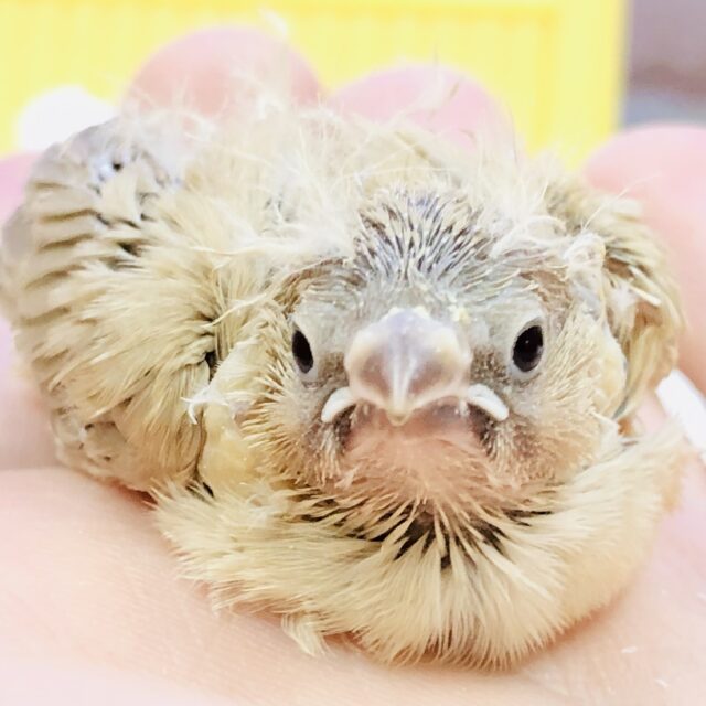 錦花鳥（キンカチョウ）