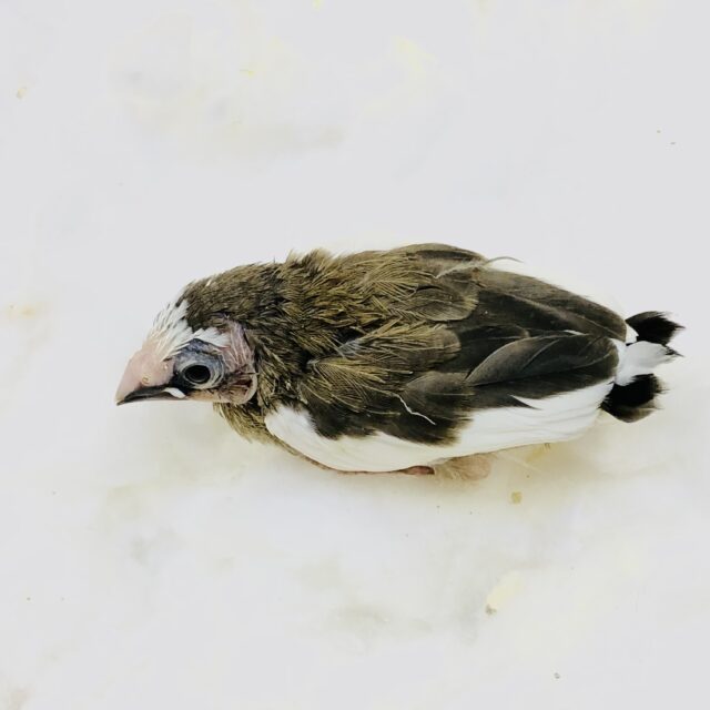 十姉妹（ジュウシマツ）