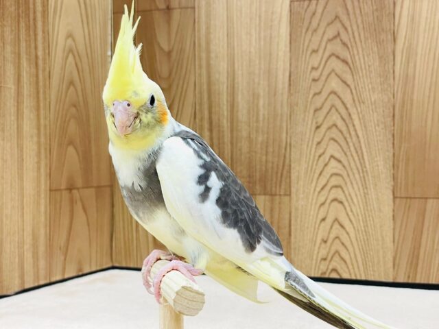 オカメインコ