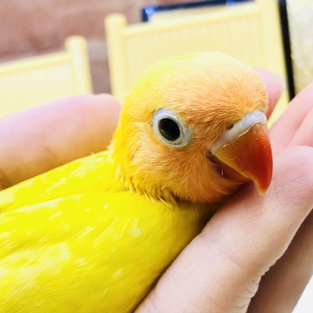 ヤマブキボタンインコ