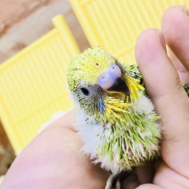 セキセイインコ