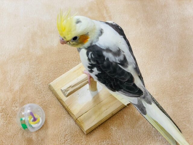 オカメインコ