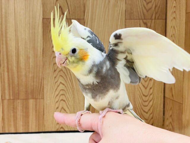 オカメインコ