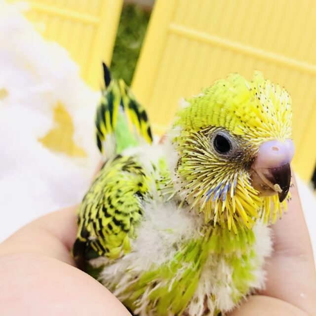 セキセイインコ