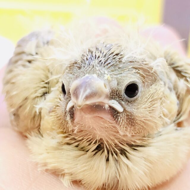 錦花鳥（キンカチョウ）