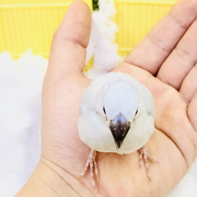 シルバー文鳥