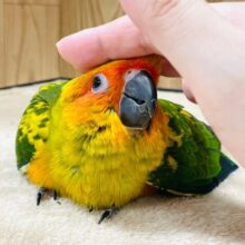 【動画更新🪄2回エサになりました⭐︎】甘えん坊♡元気いっぱい♡コガネメキシコインコ　ヒナ