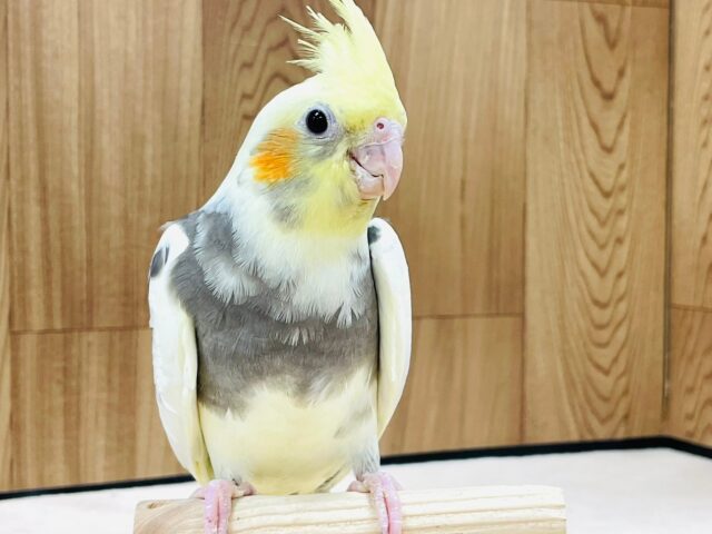 オカメインコ