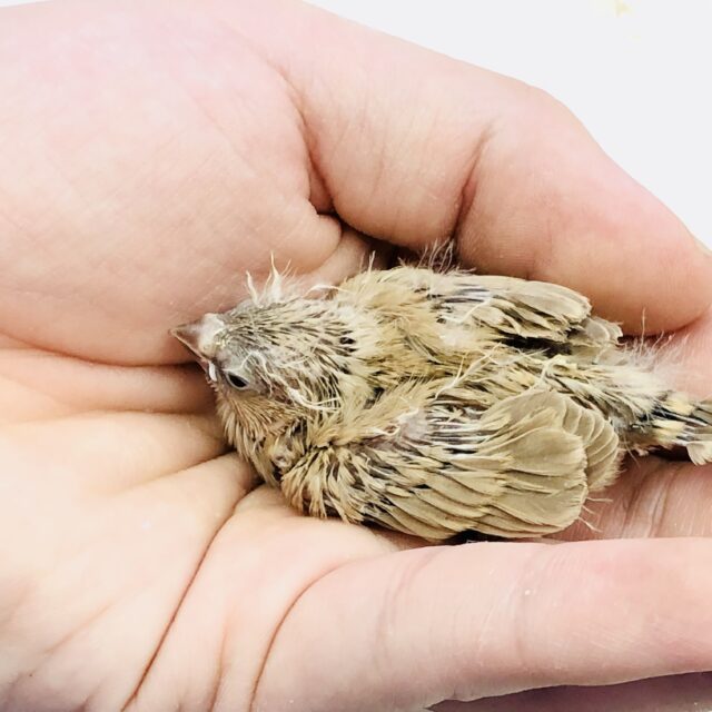 錦花鳥（キンカチョウ）