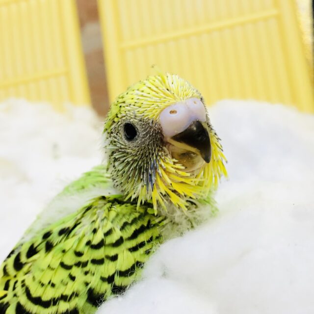 セキセイインコ