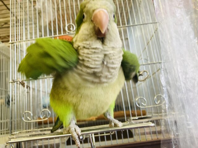 オキナインコ