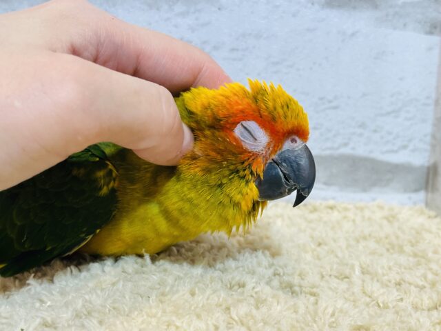 コガネメキシコインコ