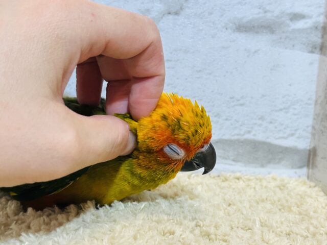 コガネメキシコインコ