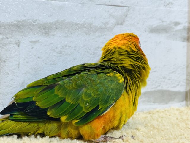 コガネメキシコインコ