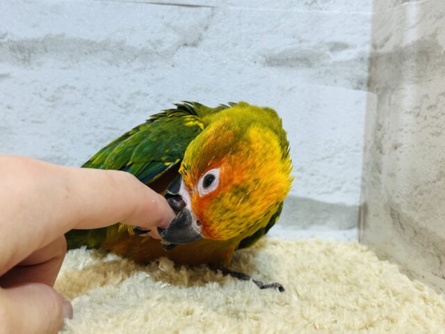 コガネメキシコインコ