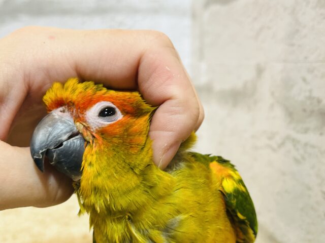 コガネメキシコインコ