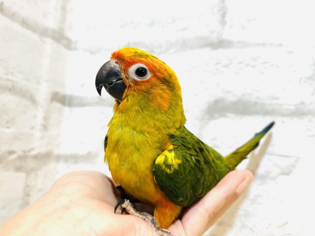 コガネメキシコインコ