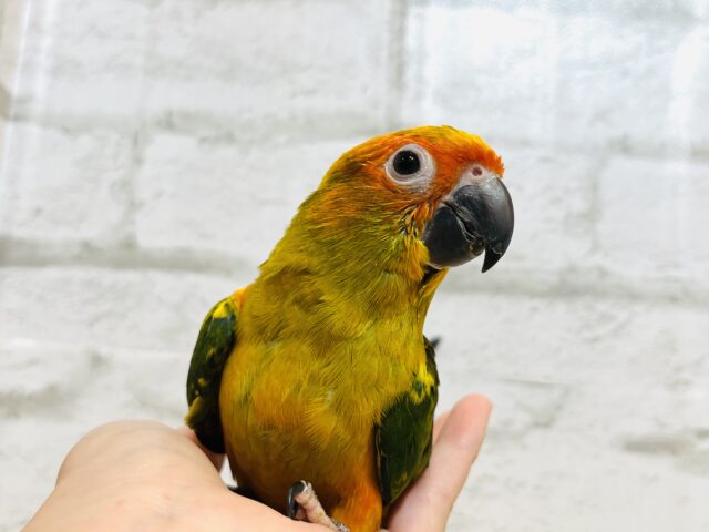 コガネメキシコインコ