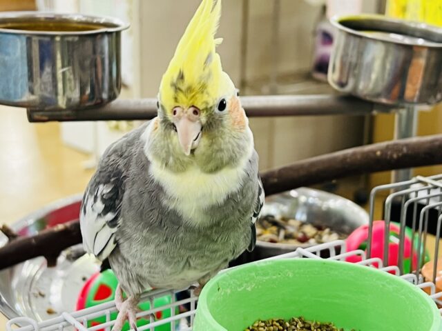 オカメインコ