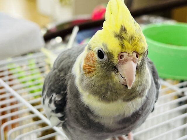 オカメインコ