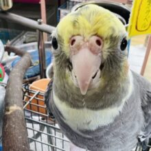 隠れ甘えん坊❤大きなオカメインコ(パイド)❤