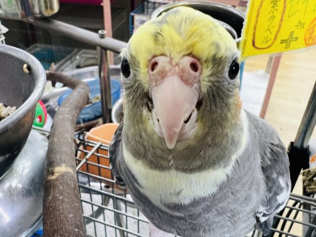 隠れ甘えん坊❤大きなオカメインコ(パイド)❤