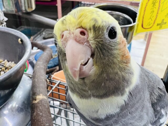 オカメインコ