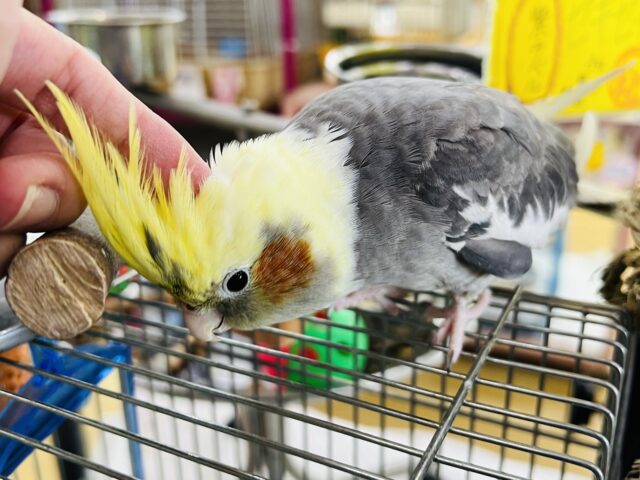 オカメインコ