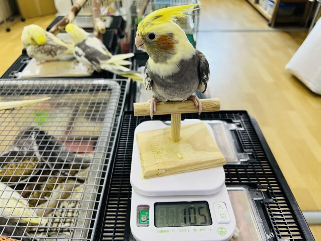 オカメインコ