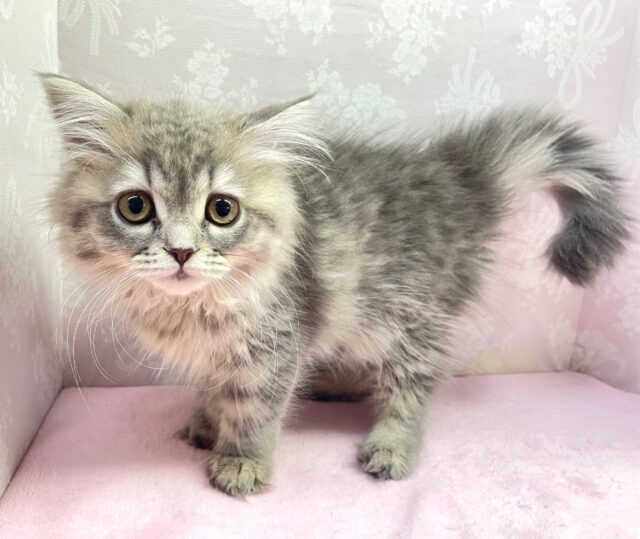 💙あまあまちゃん💙ミヌエット(ブルータビー)女の子💕2024年2月12日生まれ ミヌエット