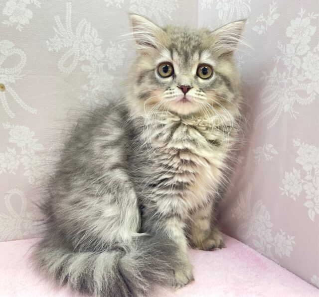 💙あまあまちゃん💙ミヌエット(ブルータビー)女の子💕2024年2月12日生まれ ミヌエット