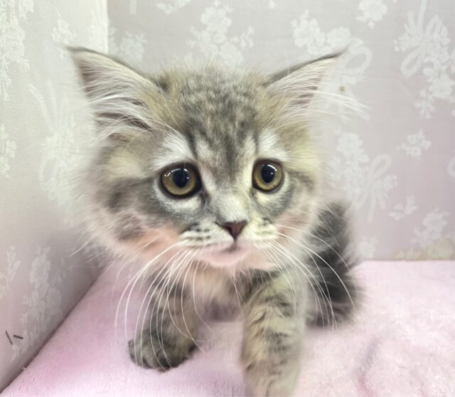 💙あまあまちゃん💙ミヌエット(ブルータビー)女の子💕2024年2月12日生まれ ミヌエット