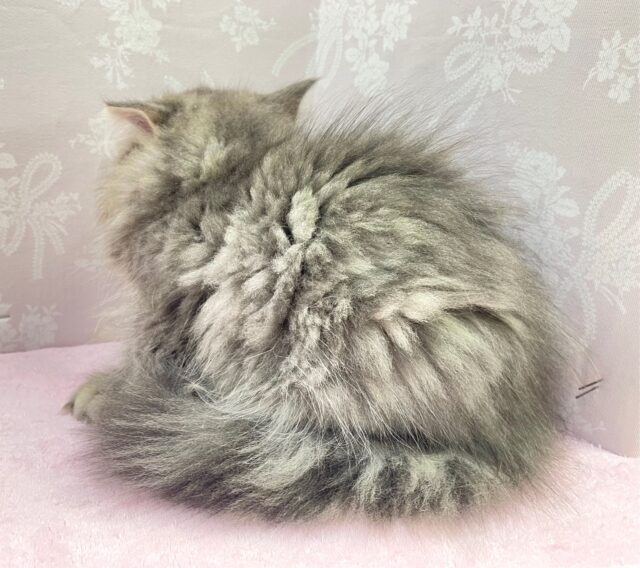 💙あまあまちゃん💙ミヌエット(ブルータビー)女の子💕2024年2月12日生まれ ミヌエット