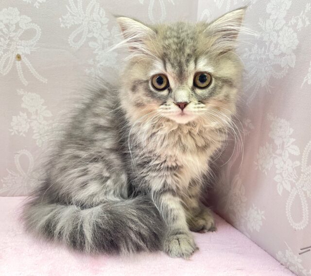 💙あまあまちゃん💙ミヌエット(ブルータビー)女の子💕2024年2月12日生まれ