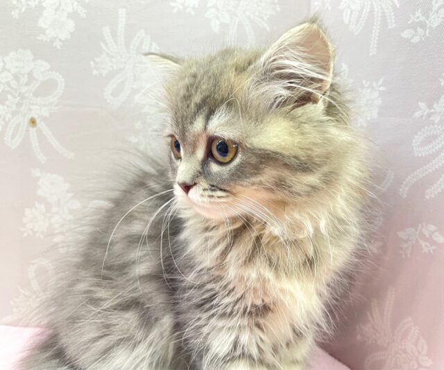 💙あまあまちゃん💙ミヌエット(ブルータビー)女の子💕2024年2月12日生まれ ミヌエット