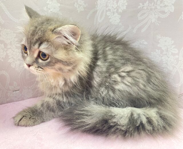 💙あまあまちゃん💙ミヌエット(ブルータビー)女の子💕2024年2月12日生まれ ミヌエット