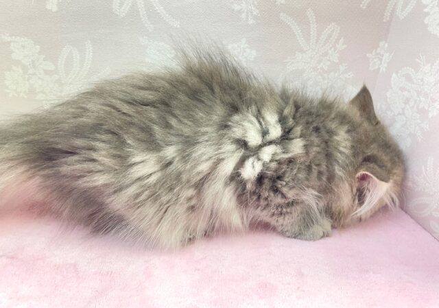 💙あまあまちゃん💙ミヌエット(ブルータビー)女の子💕2024年2月12日生まれ ミヌエット