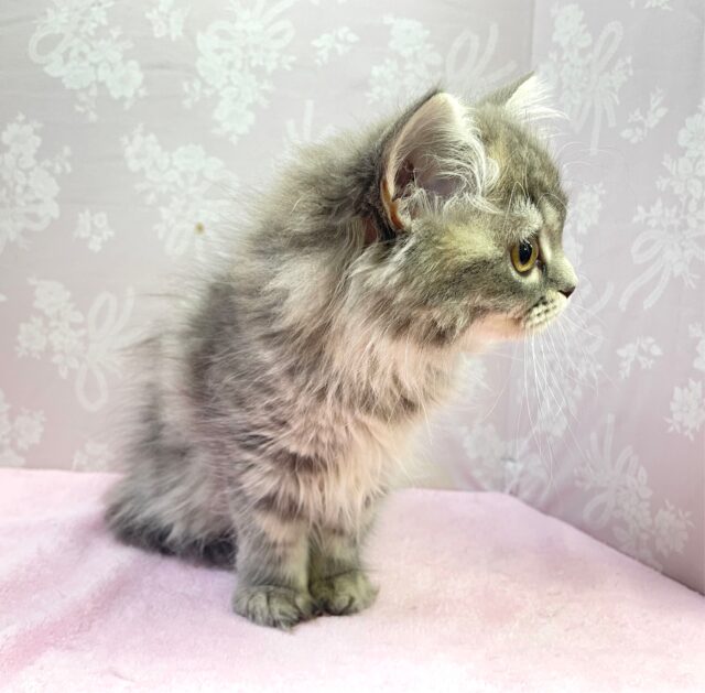 💙あまあまちゃん💙ミヌエット(ブルータビー)女の子💕2024年2月12日生まれ ミヌエット