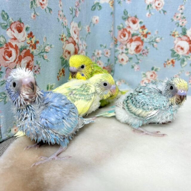 🌸セキセイインコ入舎情報4/4🌸厚木店( ･θ･)ノ