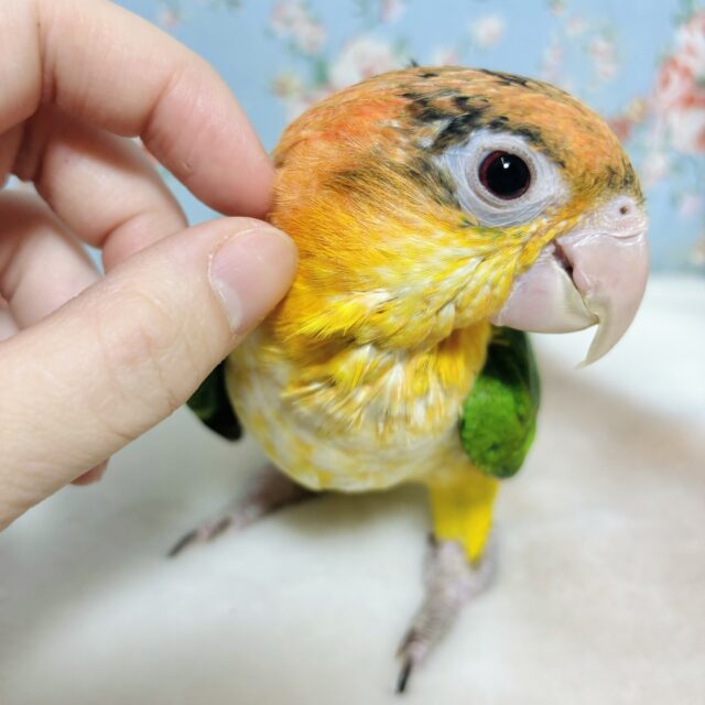 シロハラインコ